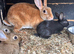 Pure bred Rex bunny’s