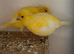 Yellow singing canary