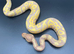 Banana Leopard Male Ball Python Hatchling