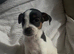 2 puppy jack russells