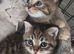 Beautiful Kittens Looking for Loving Homes
