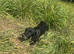 Beautiful black cocker spaniel girl