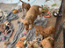 Cockapoo puppies