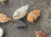 Chicks