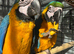 Macaw baby&rsquo;s READY