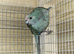 Kakariki x3