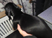 Female miniature dachshund