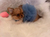 Quality chihuahua girl
