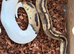 2 ball/royal pythons