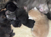 5 Maine coon babies