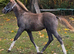 Quarter horse x appoloosa