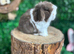 MINI LOP BABIES