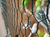 Lovely budgies make and female