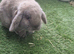 3 mini lops