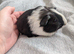 Black and white Roan guinea pig sow