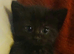 kittens bootifull Tabbies & luck Black (stevenage)