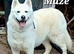 Rescue dogs searching for their furever homes