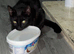 Black cat for rehoming