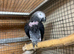 African grey