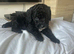 Adorable Cavapoo puppies
