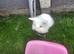 Lionhead