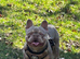 Good home wanted newshade isabella tan kc reg dna tested fab sweet boy