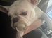 French bulldog 2 years old