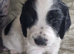 Kc cocker spaniel puppies
