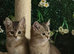 Fabulous kittens available now. Can deliver!