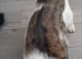 Male cat