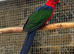 Amboina King Parrot