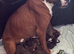 Gorgeous K.C boxer pups for sale