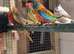 Star finch pairs