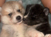 Lovley Akita Japananese