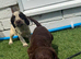 Cocker spaniel puppies