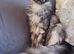 Pure Bred Maine Coon Kittens