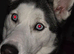 Siberian husky
