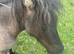 Black dun Shetland filly