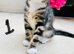 Lovely kitten full of energy and love