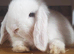 X2 male rabbits