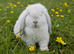 Mini lops
