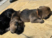 Full border terrier pups