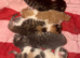 5 beautiful kittens