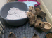 Pomeranian/yorkshire terrier puppies