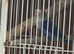 Pair of lovebirds for sale