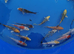 koi beautiful colours from &pound;5