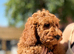 Cavapoo F1b