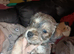 Mix breed puppies