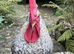 Hatching hen eggs