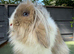 Beautiful Lion Lop Girl